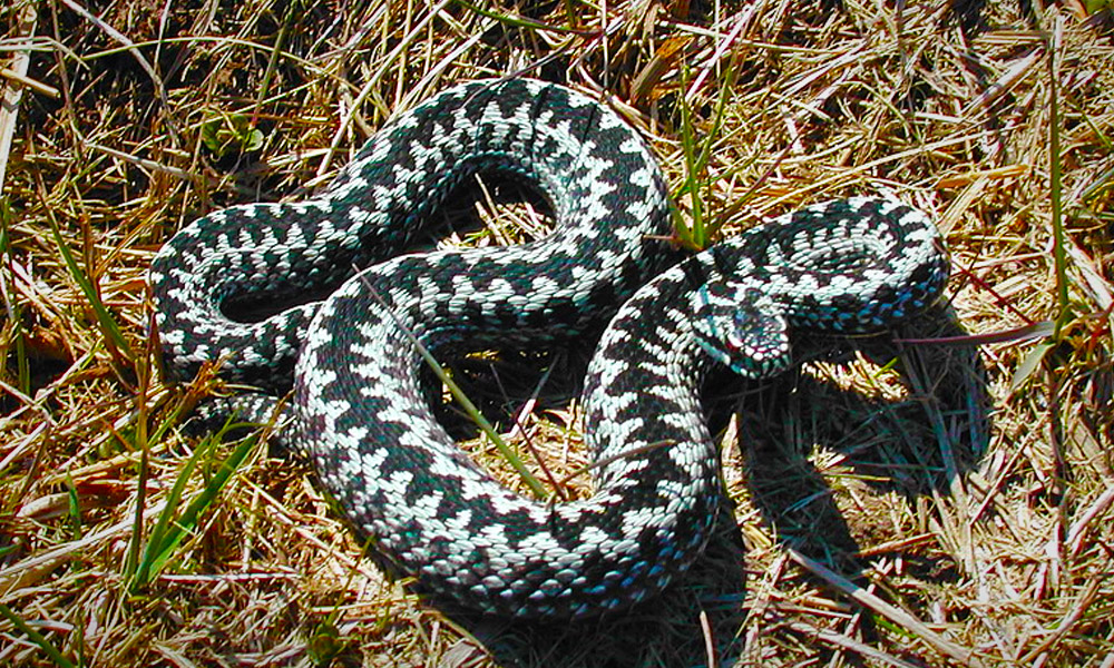 keresztes vipera