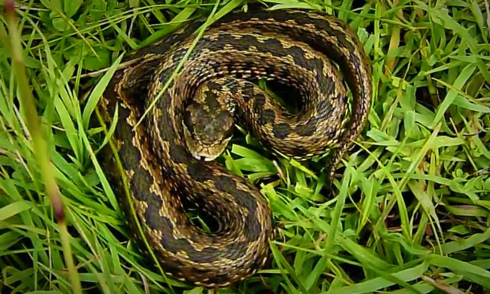 Rákosi vipera