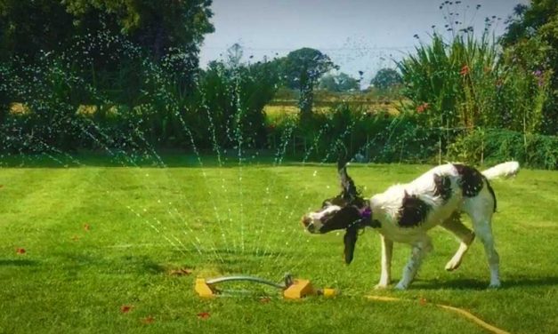 OMSZ figyelmeztetés! Hőség várható Budapesten és környékén a héten