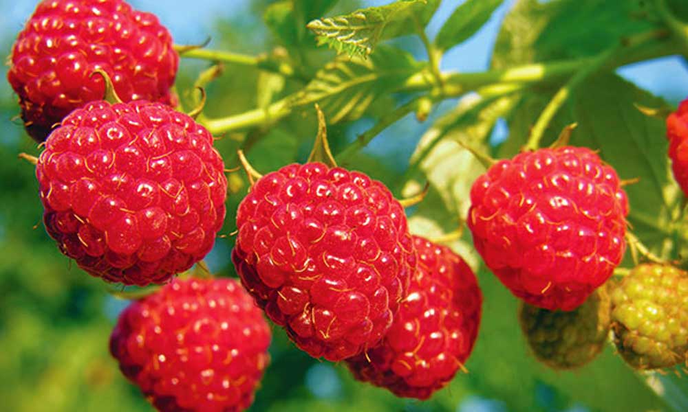 Rekordmennyiségű málna és szeder termett a Pilisben, két kilót lehet szedni!