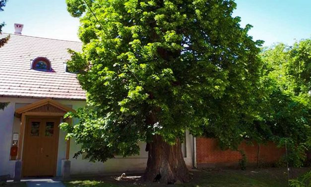 Egy agglomerációs hársfa is versenyben van az Év Fája címért, szavazzatok rá ti is!