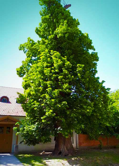 nagykovacsi, az ev faja