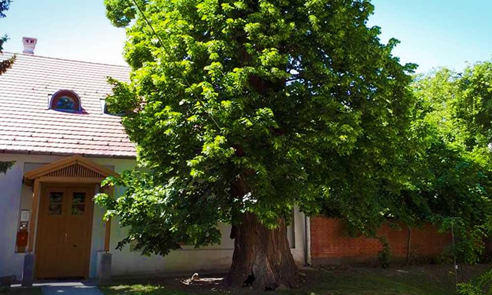 Egy agglomerációs hársfa is versenyben van az Év Fája címért, szavazzatok rá ti is!