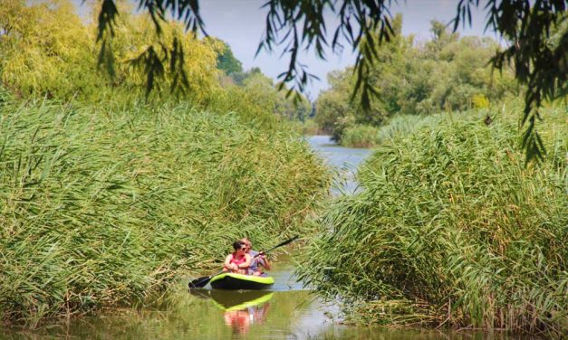 Úszóláp Szigetszentmiklósnál: Mesebeli fák és kalandokkal teli ösvény