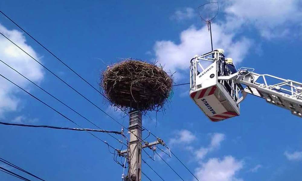 Gólyafiókák is számíthatnak a katasztrófavédelem segítéségére