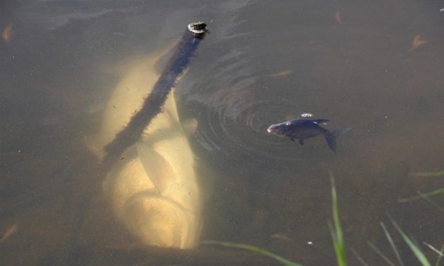 Tömeges halpusztulás egyetlen éjszaka alatt! Itt a válasz arra, mi történhetett