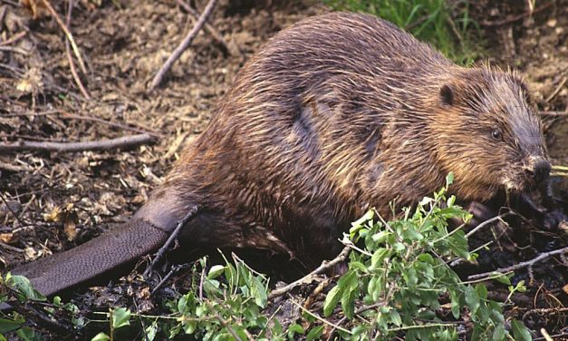 150 év után visszatértek a hódok Budapest környékére is, videóra vették az egyiket!