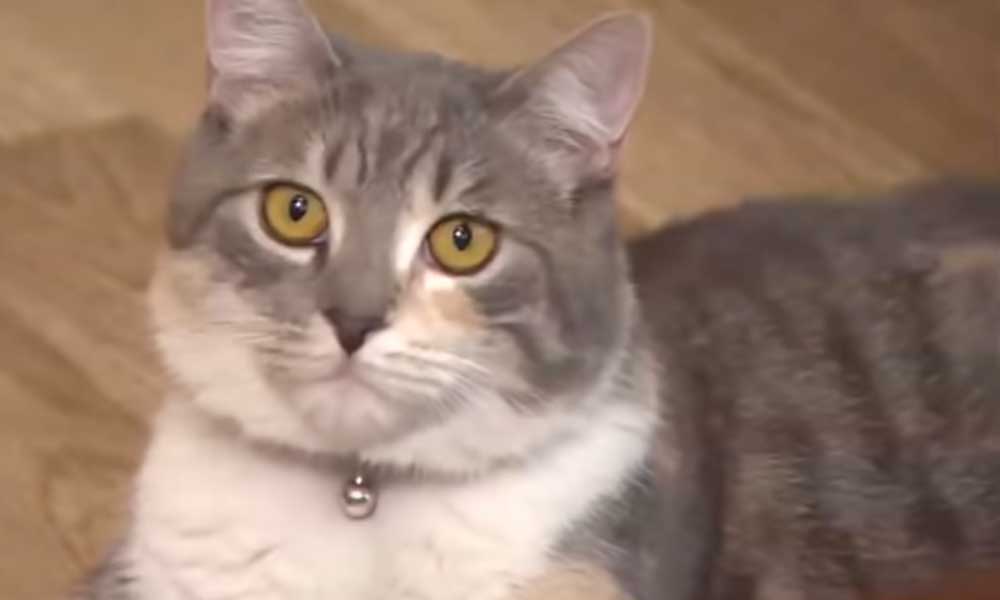 A gödöllői polgármester-cicával mindenki szelfizni akar