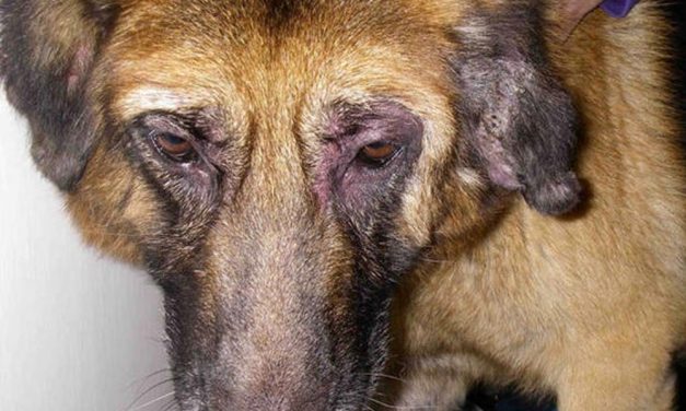 Döbbenetes kegyetlenséggel bánt el a saját kutyájával a férfi, bíróság elé állhat!