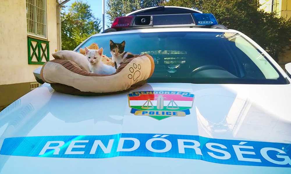 Büszke rendőrkutyákkal kiscicákat mentettek meg Dunakeszin – Fotók!
