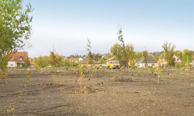 Ilyent is ritkán hallani: 1000 darab fát ültetnek a város szívébe!