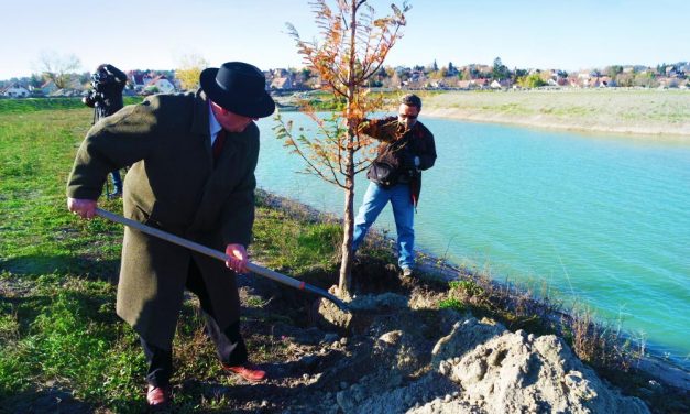 Meglepő! Mamutfenyőket ültetett az érdi polgármester