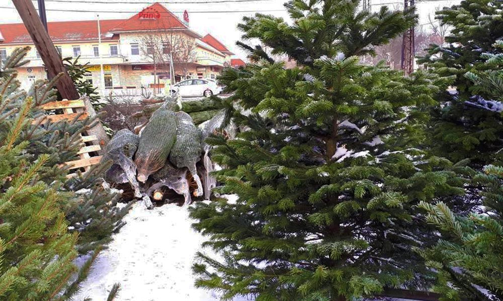 Rémálom a pesterzsébeti piacon: böllérkéssel rontott neki egy fenyőfaárúsnak az unokáját gyászoló férfi