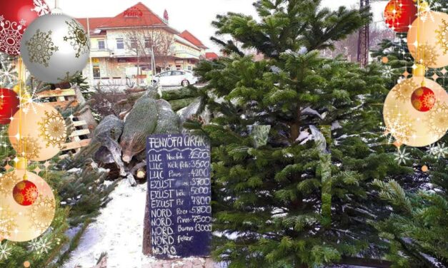 „Minél több, minél nagyobb karácsonyfát vegyünk!” – megszólalt a klímakutató a faválasztásról, szerinte ez még a gyökeres fenyőnél is jobb megoldás