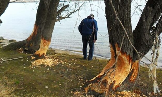 Csúnyán nekimentek a Duna-parti fáknak a hódok