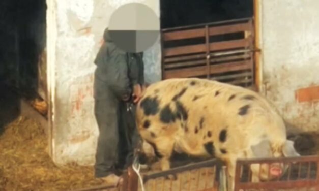 Disznóval fajtalankodhatott egy férfi Dunaharasztiban (18+)