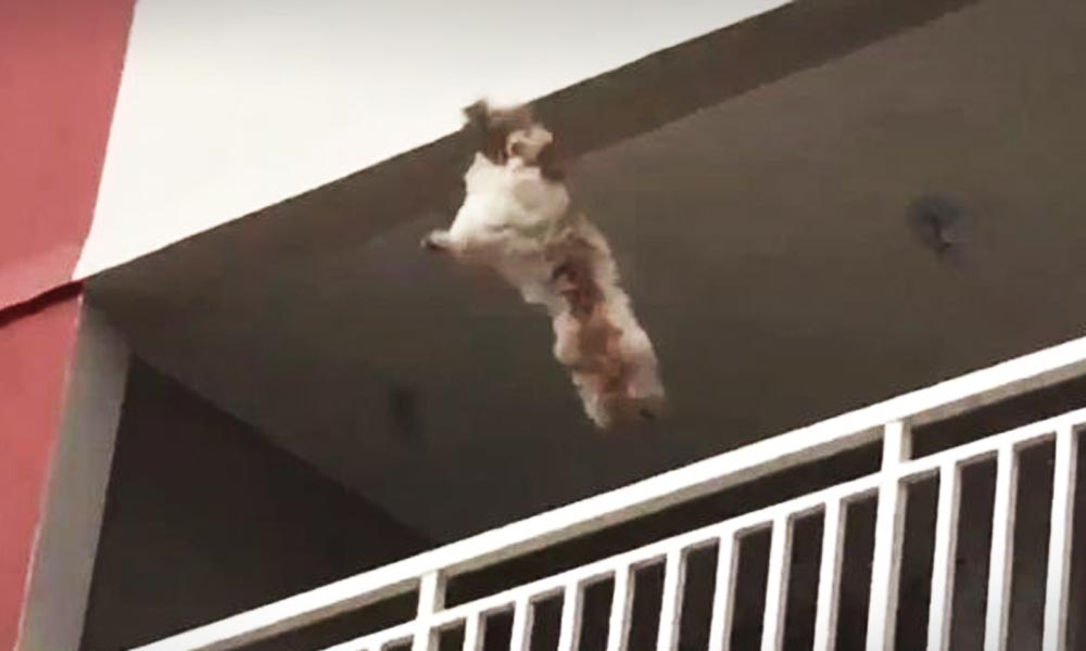 Nem élte túl a kutya az öt emeletnyi zuhanást, elítélték azt a férfit, aki kidobta