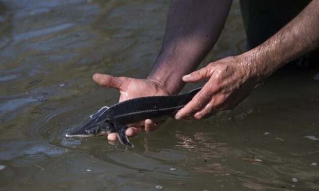 Kaviárt adó halakat telepítettek a Dunába, 300 ezer forint fél kiló kecsege kaviár