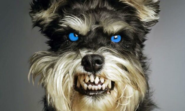 Klónozott házőrző kutyák ugathatnak Budapest környékén is