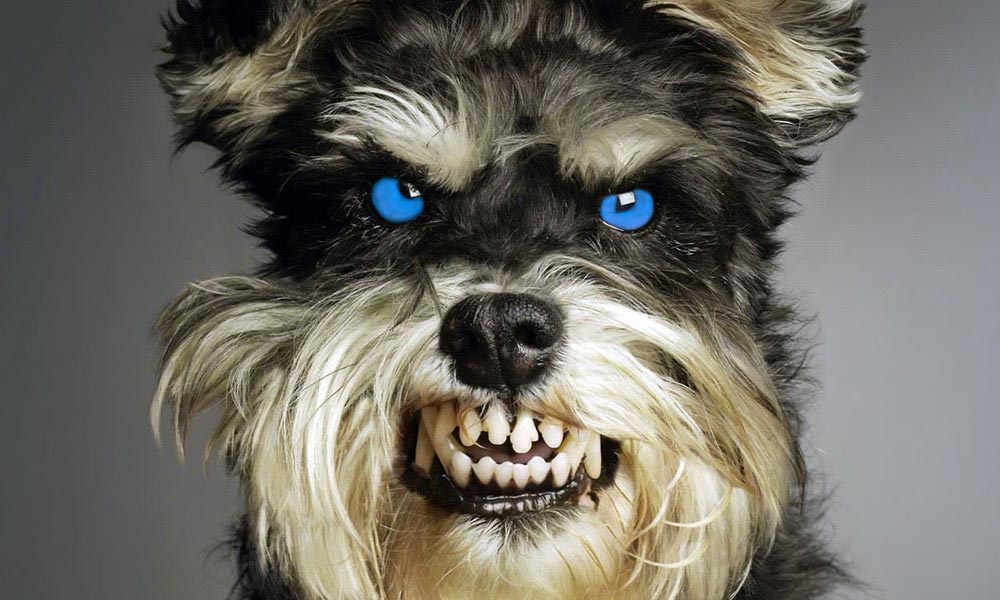 Klónozott házőrző kutyák ugathatnak Budapest környékén is