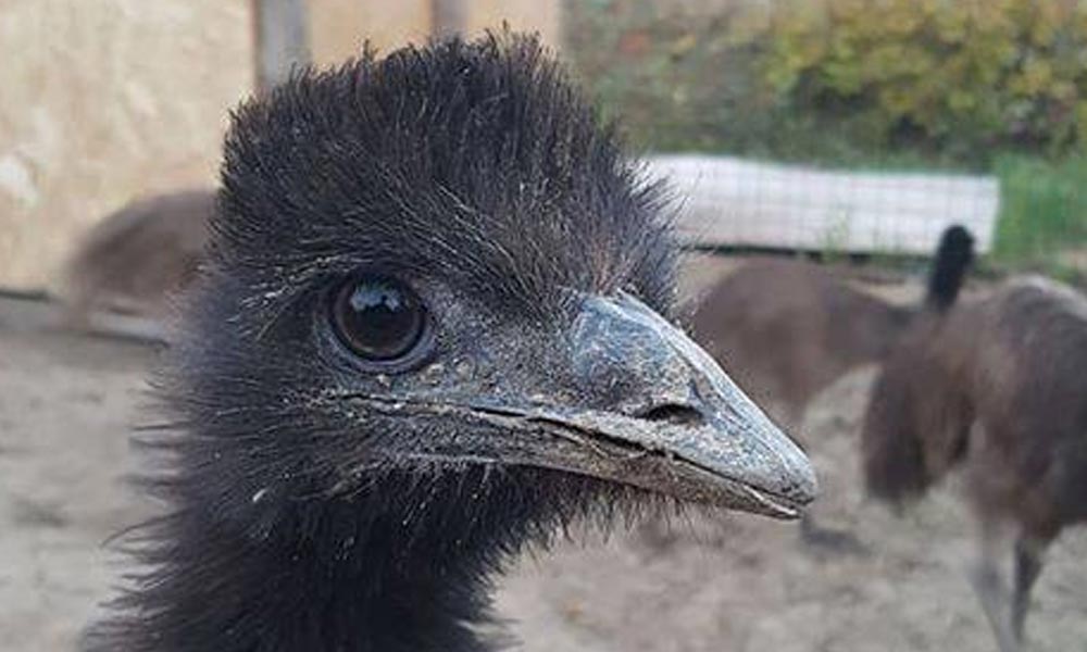 Szökött emut keresnek a budai agglomerációban