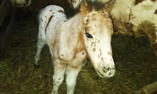 Elkapták Pötyi, az autóval ellopott póni elrablóit