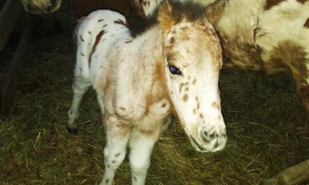 Elkapták Pötyi, az autóval ellopott póni elrablóit