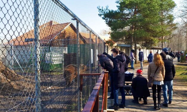 Balhé a Veresegyházi Medveotthonban: a jelenlegi vezetés nem adja át a macikat az önkormányzatnak