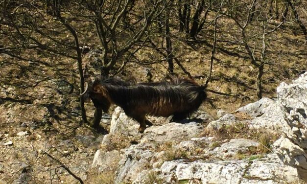 Rafkós házikecske terrorizálja a kirándulókat Telkinél