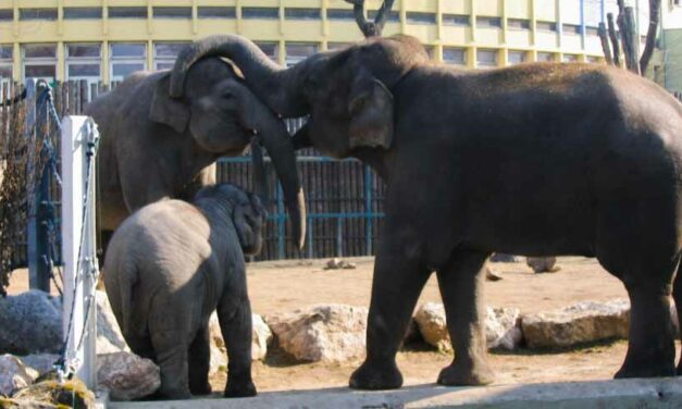 A fővárosi állatkert az európai élmezőnyben van egy értékelés szerint 