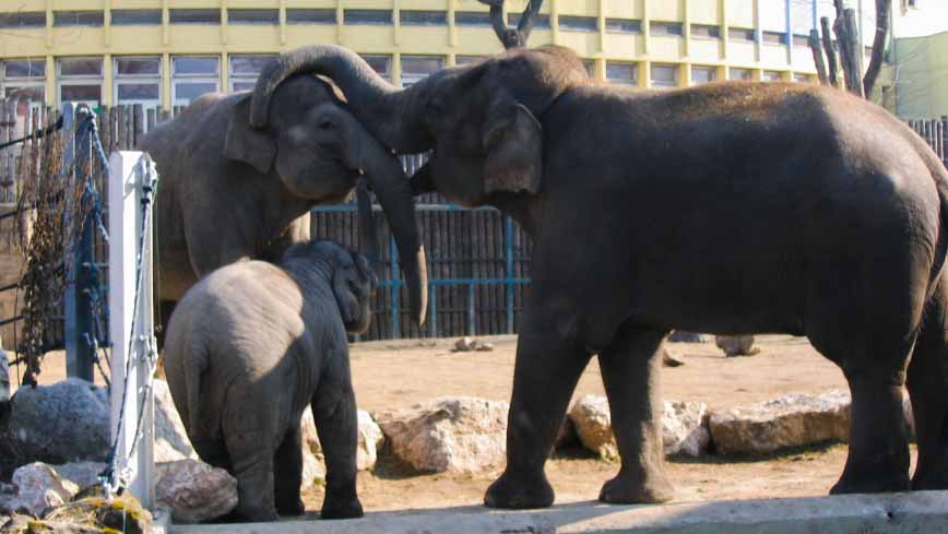 A fővárosi állatkert az európai élmezőnyben van egy értékelés szerint 