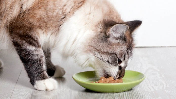 Na tessék, nem mindegy mit kapnak enni a Budapest környéki macskák