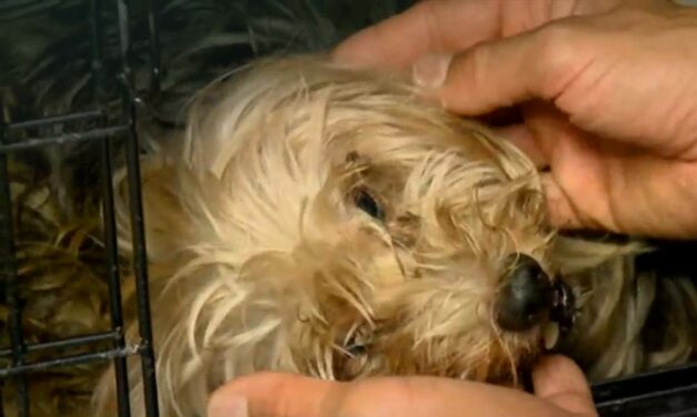 Elképesztő állatkínzás: Félholtra verve, zsákba dugták és az autók közé dobták a kiskutyát