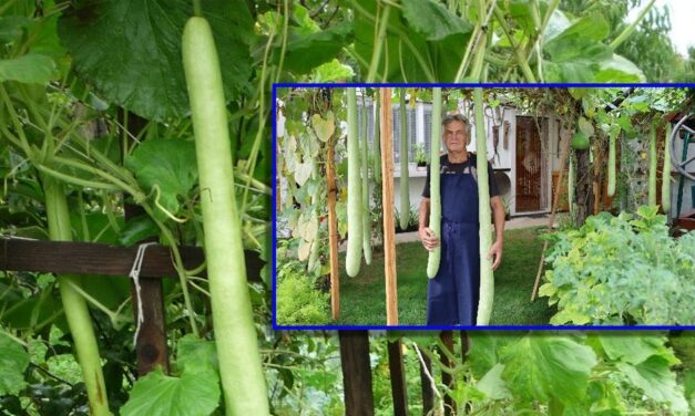 Gyorsan növő, rekordhosszú tökjei vannak egy budaörsi bácsinak