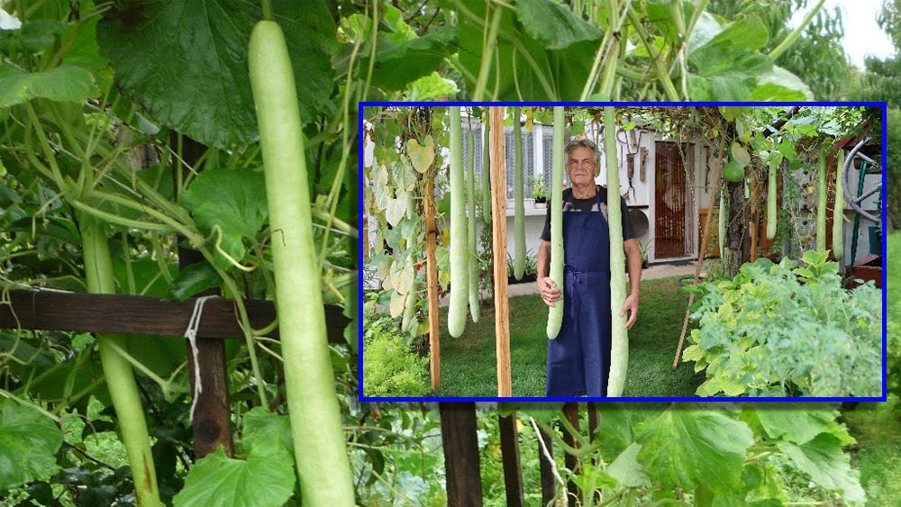 Gyorsan növő, rekordhosszú tökjei vannak egy budaörsi bácsinak