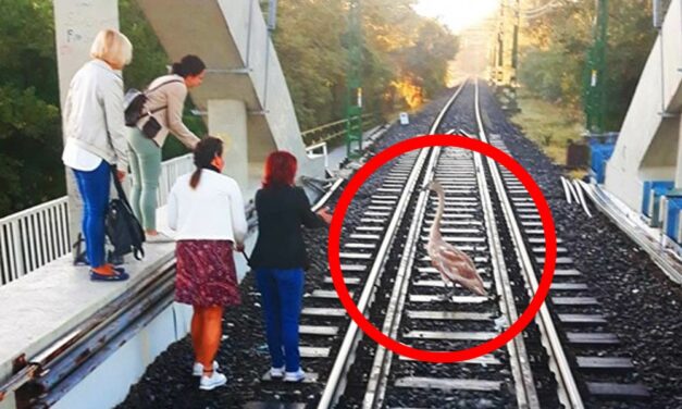 Egy eltévedt hattyú miatt késett a ráckevei HÉV