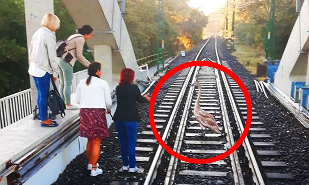 Egy eltévedt hattyú miatt késett a ráckevei HÉV