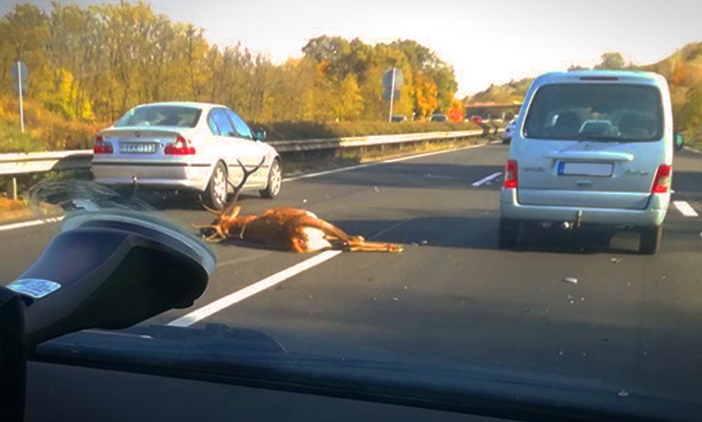 Durva baleset! Óriási szarvas okozott balesetet az autópályán