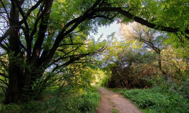 Vércincérek az M0-ásnál! Misztikus vadon a csömöri lehajtónál