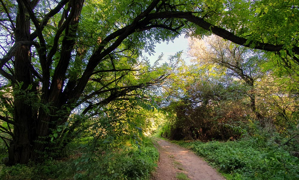 Vércincérek az M0-ásnál! Misztikus vadon a csömöri lehajtónál