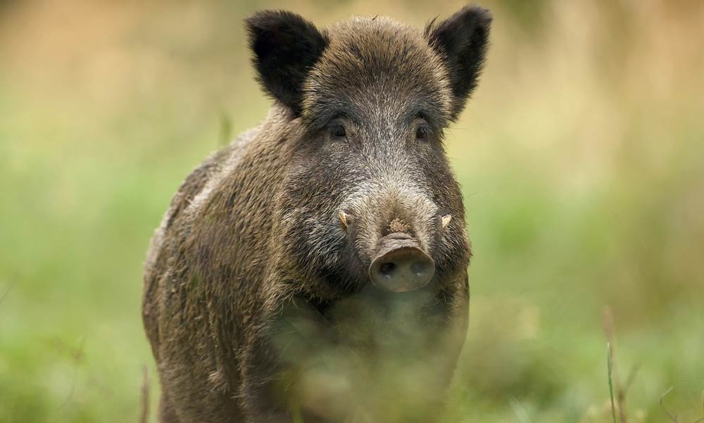 Ugyanaz a vadász lőtte ki a margitszigeti vaddisznót, mint aki a János kórháznál végzett 20 állattal