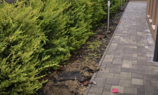 180 millió forintot ásott el biatorbágyi kertjében a tuják alatt a drogdíler férfi, hat év fegyházra ítélték