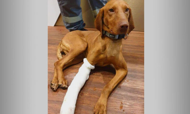 Szívszorító! Elpusztult a Piliscsabáig vonatozó vizsla, hiába küzdöttek érte az ismeretlen megtalálók
