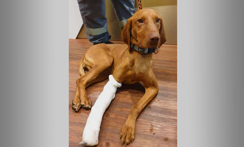 Egy vizsla szaladgált az autók közt az M3-ason, rendőrök mentették meg