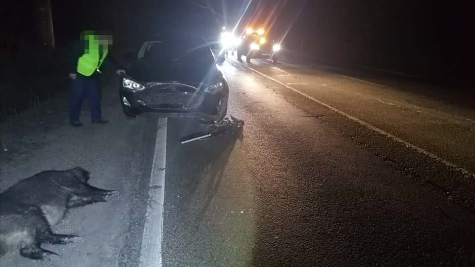 Három vaddisznót gázolt egy autós a 10-es úton
