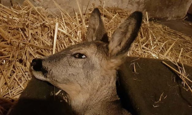 Saját házában ápolja a csömöri állatorvos a bajba jutott őzikét