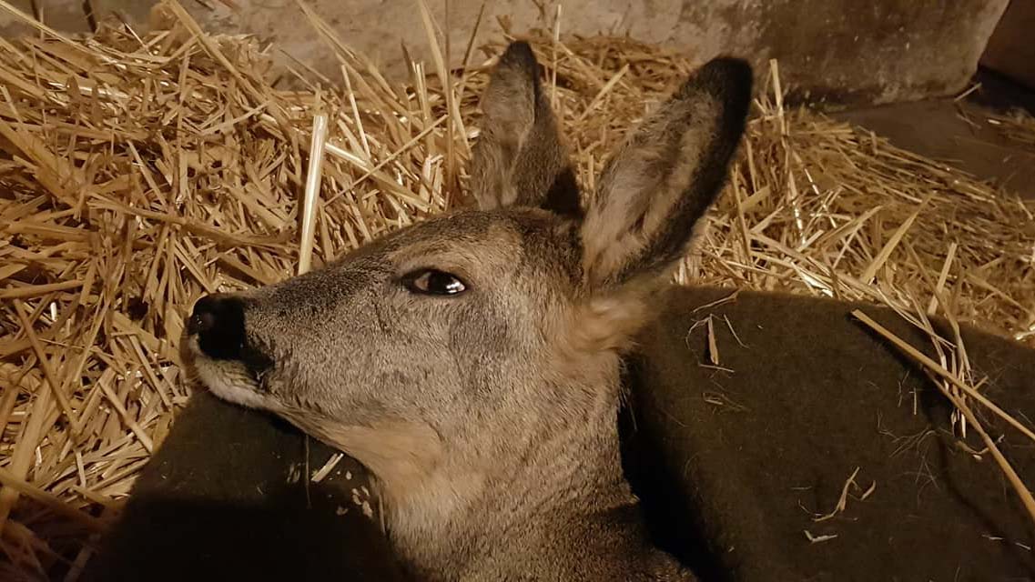 Saját házában ápolja a csömöri állatorvos a bajba jutott őzikét