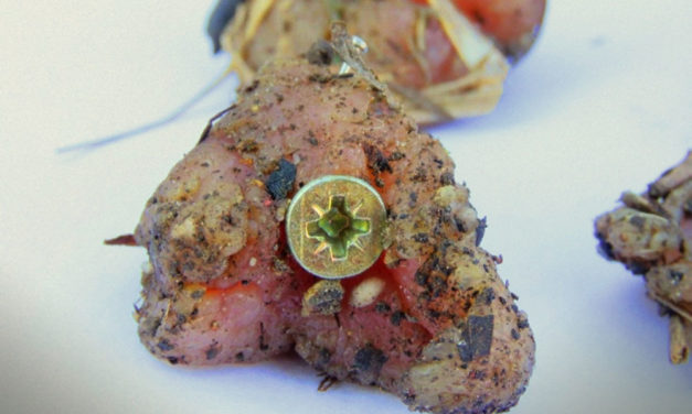 A kegyetlen állatkínzó szögekkel átszúrt húst szórt szét az utcán