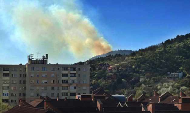 Ég az erdő Budaörsön