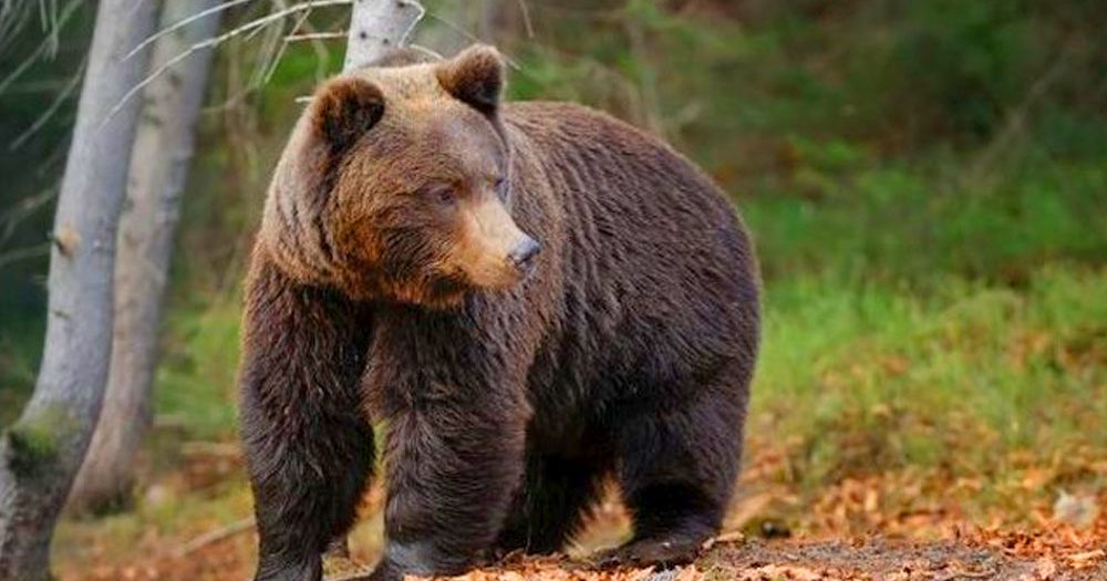 Veszélyes barnamedvét láttak Vác közelében az erdőben